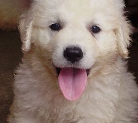 Kuvasz dog for store sale