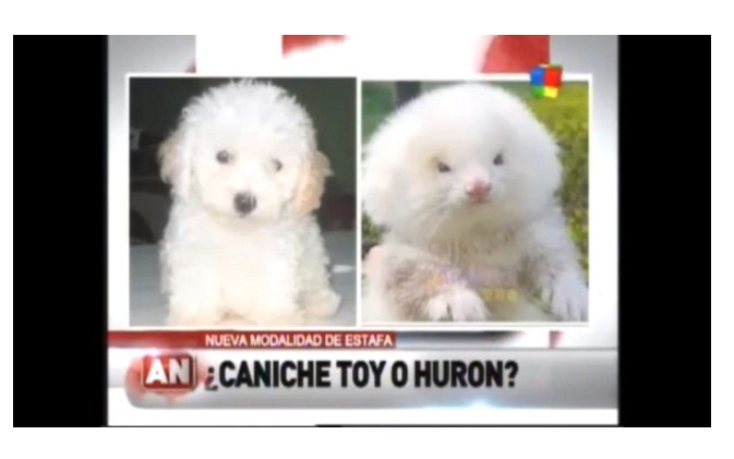 man buys toy poodles but gets ferrets on steroids instead
