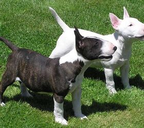 Staffordshire Bull Terrier - Dog Breed Information and Images - K9RL