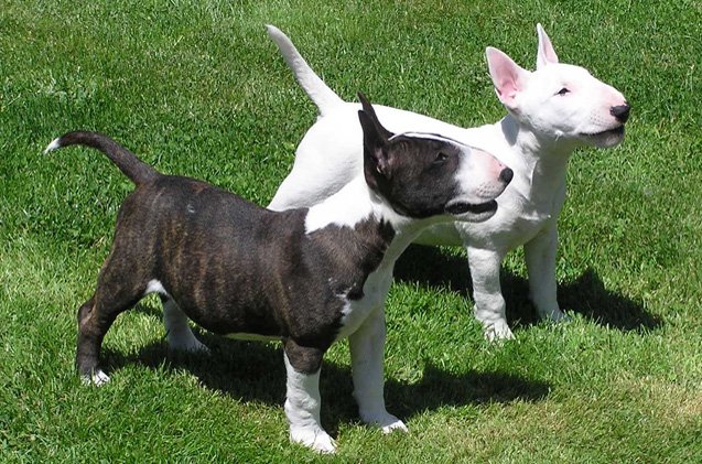Mini Bullwerier Miniature Bull Terrier Information and Pictures - PetGuide | PetGuide