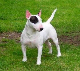Miniature Bull Terrier Information And Pictures - Petguide | Petguide