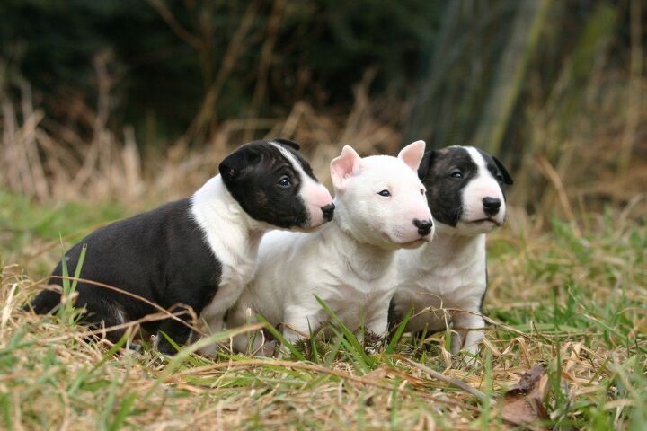 Mini Bullwerier Miniature Bull Terrier Information and Pictures - PetGuide | PetGuide