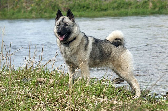 Norwegian Elkhound Mix Puppies norwegian-elkhound-mix-puppies