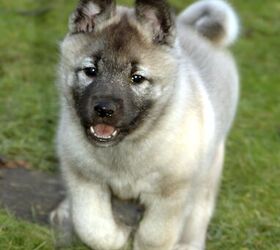 norwegian elkhound puppies for sale uk