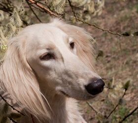 are saluki good with kids