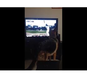 Dog Tries To Fetch Baseball on TV