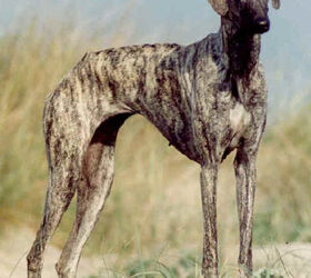 Sloughi store dog breed