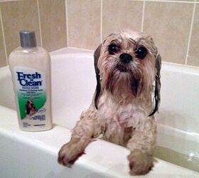 lambert kay fresh n clean protein infused dog shampoo and cologne
