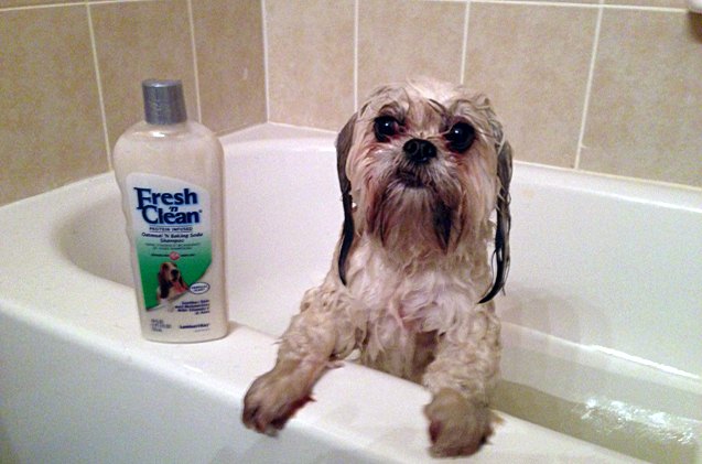 lambert kay fresh n clean protein infused dog shampoo and cologne