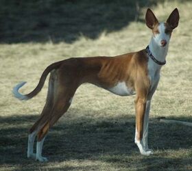 are ibizan hounds friendly or dangerous to strangers