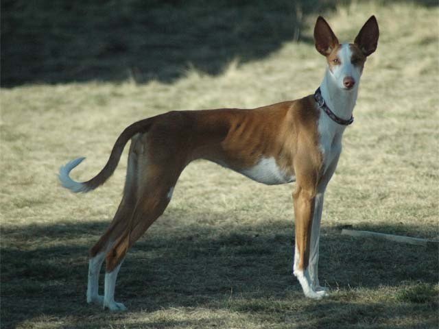 ibizan hound