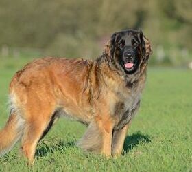 Draught Work – The Leonberger Club of Great Britain