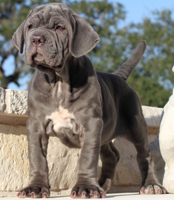 Neopolitan Blue Mastiff Puppy Neapolitan Mastiff Neapolitan Mastiff