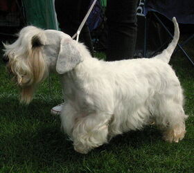 Sealyham Terrier Dog Breed Information and Pictures - PetGuide | PetGuide