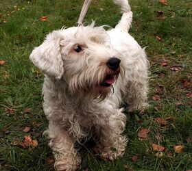 Sealyham terrier hot sale not