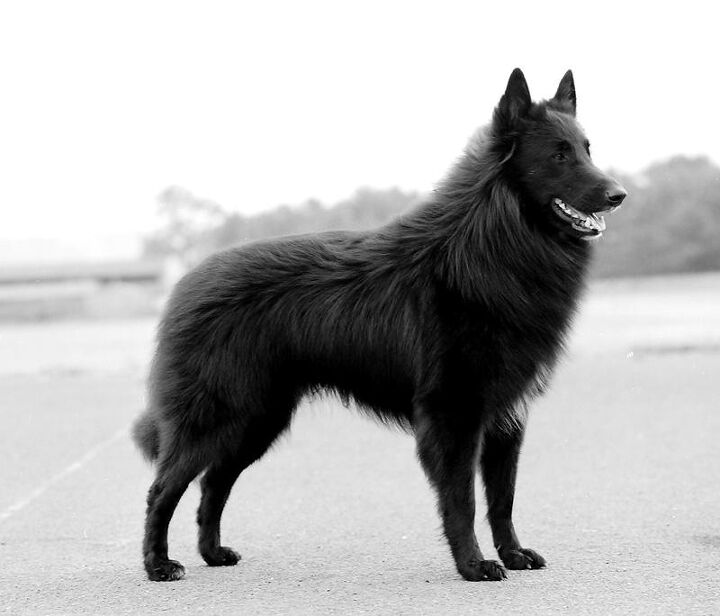 Débardeur Colorful Splash Art Belgian Sheepdog Groenendael - Design Chien Berger Belge Pour Passionnés