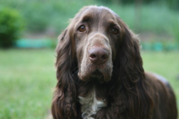 Red Field Spaniel Field Spaniel Dog Breed Information and Pictures - PetGuide | PetGuide
