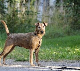 영문도서) Raising An Irish Terrier: Irish Terrier Training Guide