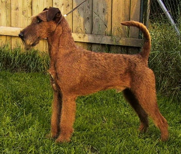 Irish Terrier Dog Breed Information And Pictures PetGuide PetGuide irish-terrier-dog-breed-information-and-pictures-petguide-petguide