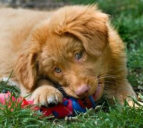 Nova scotia duck hot sale tolling retriever origin