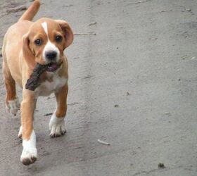 pointer beagle hound mix
