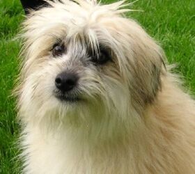 is the pyrenean sheepdog considered aggressive