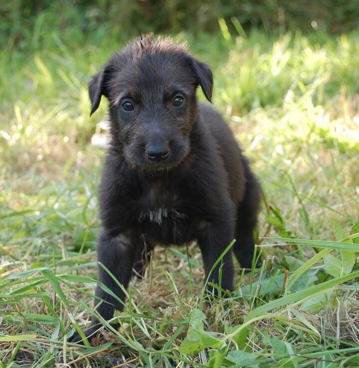 Scottish Deerhound Dog Breed Information And Pictures PetGuide PetGuide scottish-deerhound-dog-breed-information-and-pictures-petguide-petguide