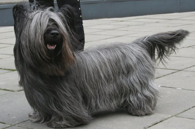 Skye Terrier Dog Breed Information And Pictures PetGuide PetGuide skye-terrier-dog-breed-information-and-pictures-petguide-petguide