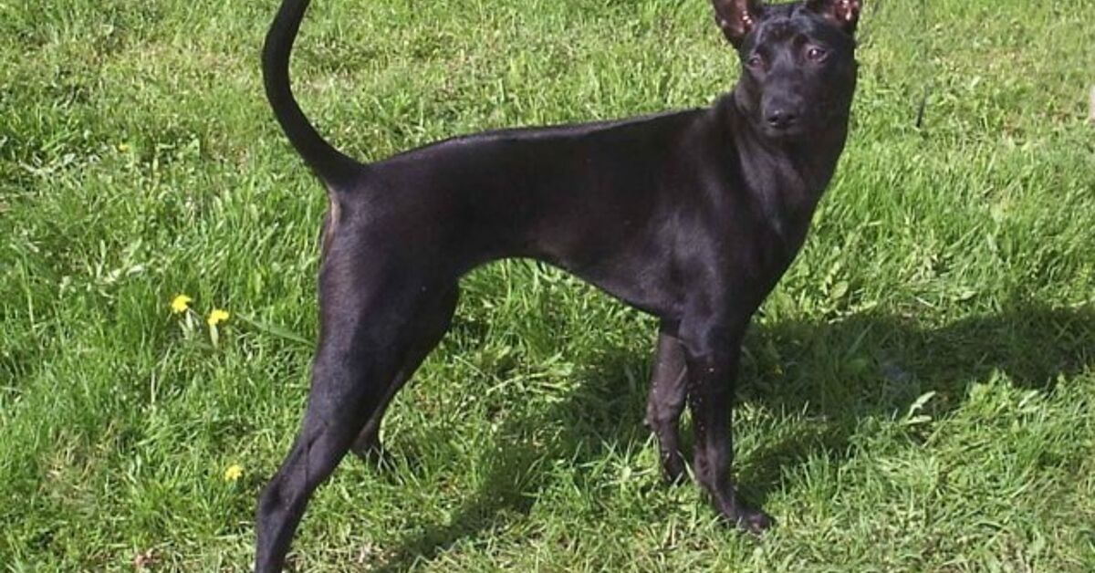 Thai Ridgeback Dog Breed Information and Pictures - PetGuide | PetGuide