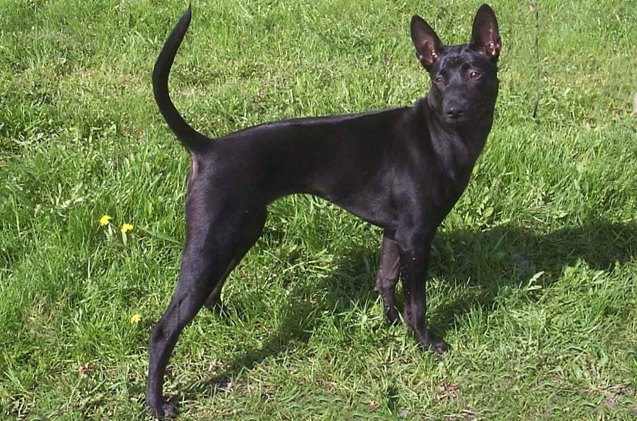 Thai Ridgeback Dog Breed Information and Pictures - PetGuide | PetGuide