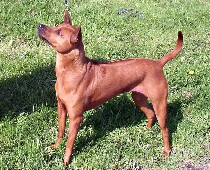 Thai Ridgeback Dog Breed Information and Pictures - PetGuide | PetGuide