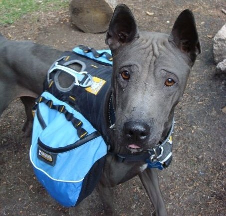 Thai Ridgeback Dog Breed Information and Pictures - PetGuide | PetGuide