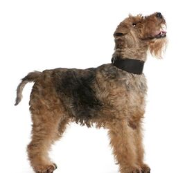 Welsh Terrier ?size=720x845&nocrop=1