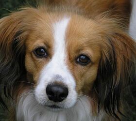 Kooikerhondje shedding best sale