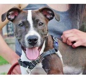adoptable dog of the week tommy