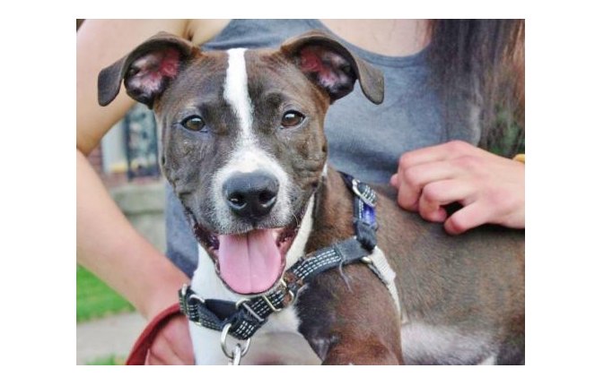 adoptable dog of the week tommy