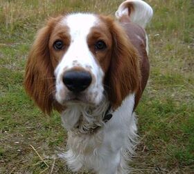 elektronisk dart tit Welsh Springer Spaniel Dog Breed Information and Pictures - PetGuide |  PetGuide