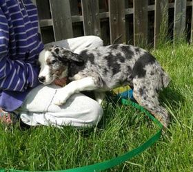 adoptable dog of the week 8211 marie