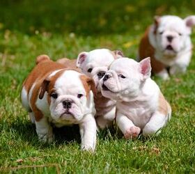 top 10 awwww inducing cute dog names