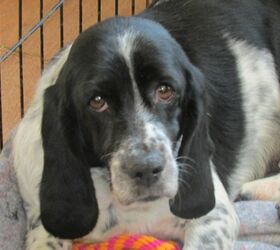 adoptable dog of the week tammy