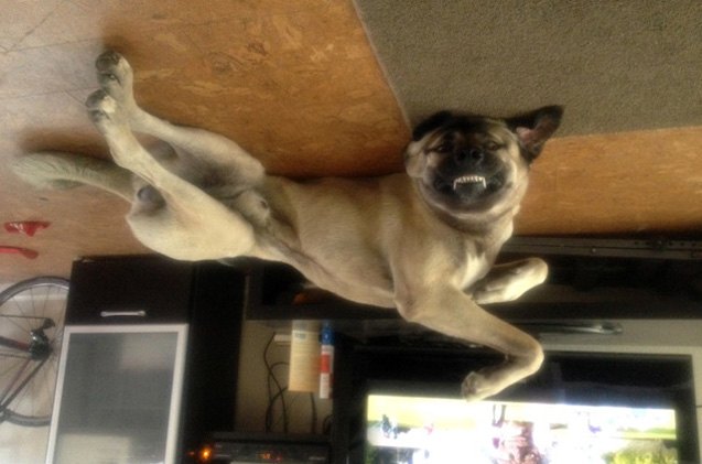 upside down dog of the week 8211 razi