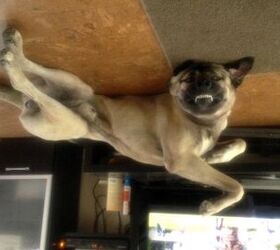 upside down dog of the week razi