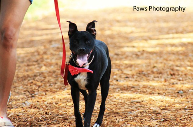 adoptable dog of the week 8211 spunky sprout