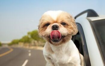 8 Sizzling Summer Dog Travel Tips From The Experts