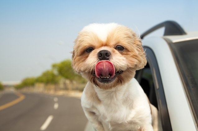8 sizzling summer dog travel tips from the experts
