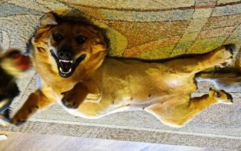 Upside Down Dog Of The Week – Betty