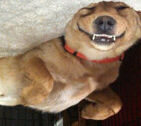 upside down dog of the week willie