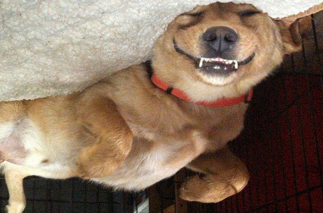 upside down dog of the week willie