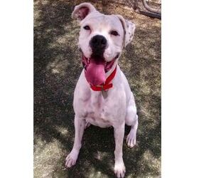 adoptable dog of the week symphony