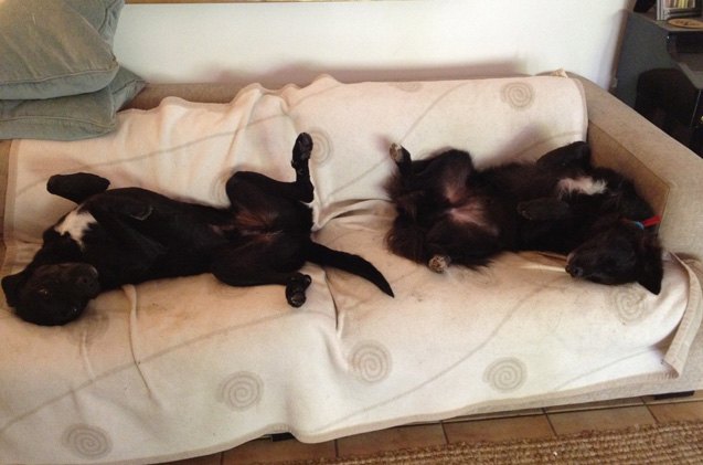 upside down dogs of the week harley and jet